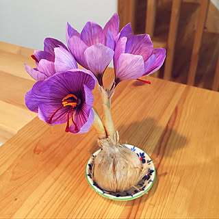 サフラン球根のインテリア実例 Roomclip ルームクリップ