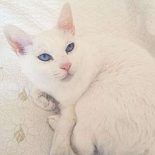 ベッド周り/白猫/猫のための家/ブルーアイ/巨大猫ベッド...などのインテリア実例 - 2016-03-15 14:12:35