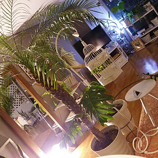 ほっとする空間/観葉植物/パーテーション/ラタン/LEDライト...などのインテリア実例 - 2017-04-29 22:39:44