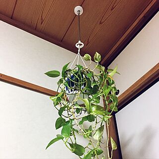 リビング/hanging plant/ナチュラル/DIYのインテリア実例 - 2017-05-31 09:27:24