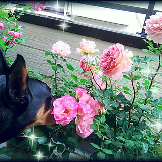 薔薇/ひとり暮らし/グリーンのある暮らし/大型犬/犬のいる風景...などのインテリア実例 - 2017-07-24 22:17:33