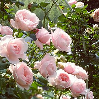 玄関/入り口/植物/薔薇が好き/花のある暮らし/庭...などのインテリア実例 - 2016-05-23 06:22:54