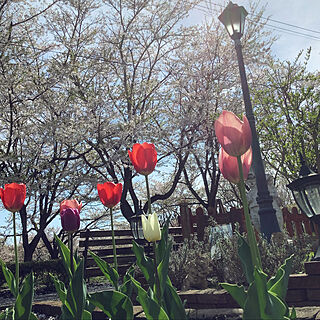 庭/ラベンダー/ガーデンライト/チューリップ/桜吹雪...などのインテリア実例 - 2022-04-23 18:49:26
