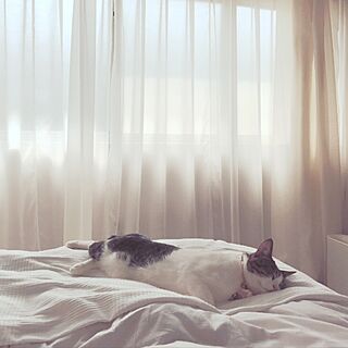 ベッド周り/キリですฅ^•ω•^ฅ/ねこのいる日常/猫と暮らす/NO CAT,NO LIFE❤️...などのインテリア実例 - 2017-04-14 11:36:33