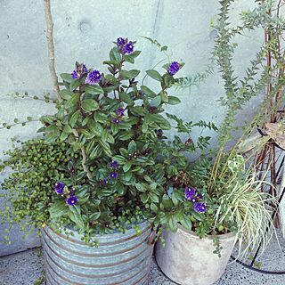 玄関/入り口/観葉植物/植物/美容院のインテリア実例 - 2016-06-10 19:54:35