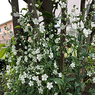 かすみ草♥︎/玄関/入り口のインテリア実例 - 2019-05-14 07:18:57