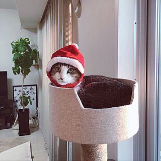 素敵なクリスマスを ..✧˖◡̈⃝°˖*/カインズキャットタワー/猫との暮らし/クリスマス2021/クリスマス...などのインテリア実例 - 2021-12-25 17:08:11