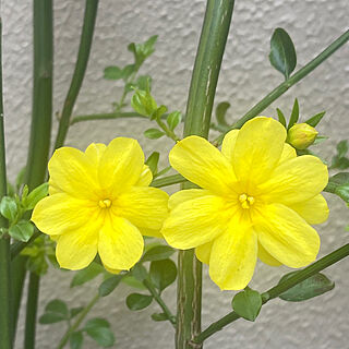 部屋全体/お花のある暮らし/ガーデニングが好き/ガーデニング/植物のある暮らし...などのインテリア実例 - 2024-04-07 13:24:25