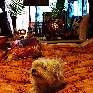 ベッド周り/インド綿/愛犬と暮らす家/アジアン雑貨/出窓ディスプレイ...などのインテリア実例 - 2016-07-22 23:45:40