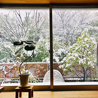 窓/大きな窓/雪/ウンベラータ/観葉植物...などのインテリア実例 - 2020-03-29 10:39:12