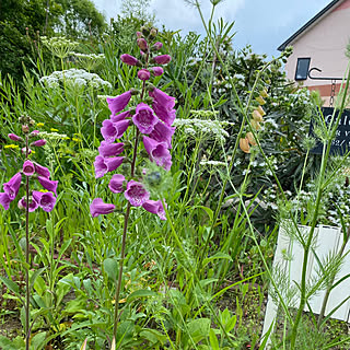 庭/庭の植物たち/庭のある暮らし/玄関/入り口のインテリア実例 - 2023-05-07 20:55:44