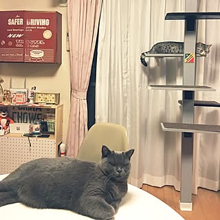 玄関/入り口/ねこばかりですいません/イームズ ヴィンテージ/キャットタワー/ねこ部屋...などのインテリア実例 - 2016-08-17 20:41:30