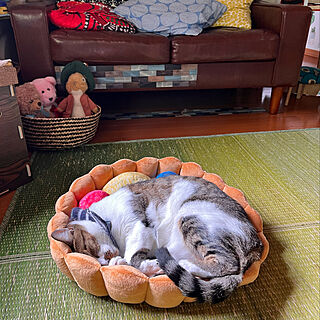 猫ベッドで寝る猫/タルト型クッション/白キジのん/猫のいる部屋/猫のいる風景...などのインテリア実例 - 2022-08-28 13:23:27