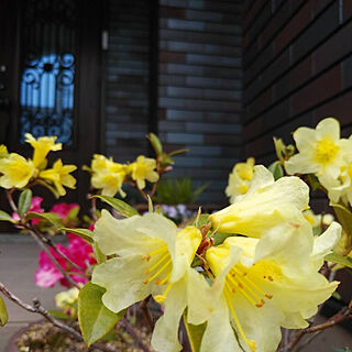 玄関ドア/黄色のツツジ/雨が降る前に/夕方のpic/鉢植え...などのインテリア実例 - 2019-05-14 17:32:57