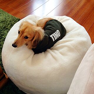 ベッド周り/TINO/犬部♪のインテリア実例 - 2014-11-17 10:16:00