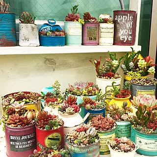 ベッド周り/多肉植物/succulent plants/多肉の寄せ植え/DIY...などのインテリア実例 - 2016-03-30 21:33:23