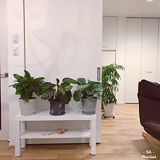 カラテア/IKEA/2階リビング/観葉植物/カラテアオルビフォリア...などのインテリア実例 - 2020-04-22 21:23:58