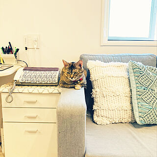 ここもお気に入り/IKEAのソファー/人懐っこい/保護猫/初めまして♡ララです...などのインテリア実例 - 2021-06-27 06:49:57