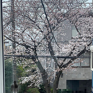窓から桜/玄関は共通/二世帯住宅/小さな家/リビングのインテリア実例 - 2022-03-26 12:58:57