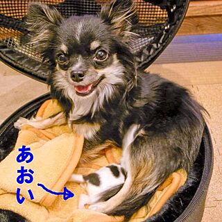 わんこ/チワワ/犬部♪のインテリア実例 - 2014-02-28 19:07:51