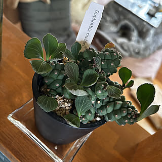 棚/ユーフォルビア リチェイ/観葉植物のある暮らし/観葉植物/Euphorbia ritchiei...などのインテリア実例 - 2023-07-12 20:47:11