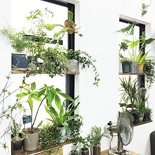 植物好きのインテリア実例 ｜ RoomClip（ルームクリップ） | RoomClip 