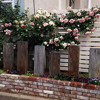 玄関/入り口/植物/西側枕木ガーデン/garden/バラ...などのインテリア実例 - 2014-05-23 15:45:37
