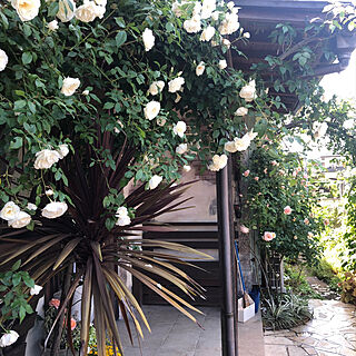 ガーデニング/DIY/バラ/バラのある庭/玄関/入り口のインテリア実例 - 2021-05-14 11:12:22