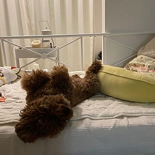 ベッド周り/犬のいる暮らし/ニトリ/ベッドパッド/リビングで寝る...などのインテリア実例 - 2023-08-03 17:02:21