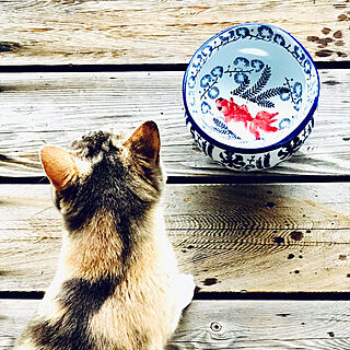 金魚鉢/保護猫/猫/縁側ウッドデッキ/里山...などのインテリア実例 - 2020-05-15 23:50:47
