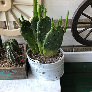 多肉植物/ダイソー/北欧雑貨/お花がある暮らし/車輪オブジェ...などのインテリア実例 - 2020-06-07 16:44:53