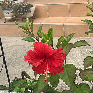 お花に癒されてます/お花のある暮らし/紫陽花再開花/ハイビスカス/癒し...などのインテリア実例 - 2023-09-21 12:53:37