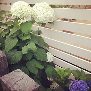 玄関/入り口/植物/garden/ガーデニング/西側枕木ガーデンのインテリア実例 - 2014-06-23 13:22:18