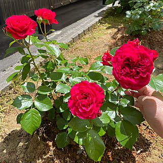 モナリザの隣/開花するとピンクがかってきます/レオナルドダビンチ(レッド)/南の庭/晴れ22℃☀️...などのインテリア実例 - 2021-06-05 13:01:56