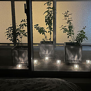 寝室の窓から/バラを照らす/ベランダで/eくらしプロジェクト/山善ガーデンライト...などのインテリア実例 - 2021-09-20 23:29:30
