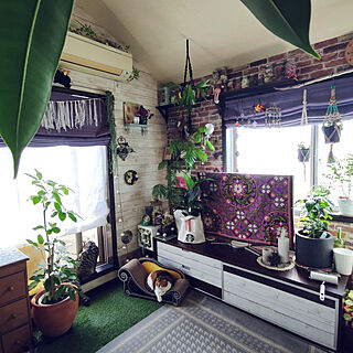 部屋全体/植物のある暮らし/ねこのいる風景/造花/ねこのいる日常...などのインテリア実例 - 2021-03-05 13:28:43