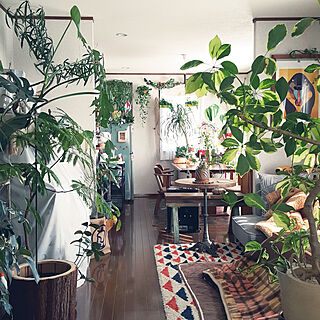 部屋全体/グリーンのある暮らし/少しでもグリーンを/観葉植物/お気に入り...などのインテリア実例 - 2021-02-05 14:59:31