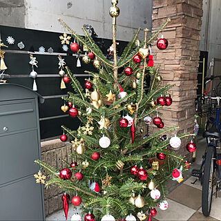 クリスマスツリー 本物のモミの木のおすすめ商品とおしゃれな実例