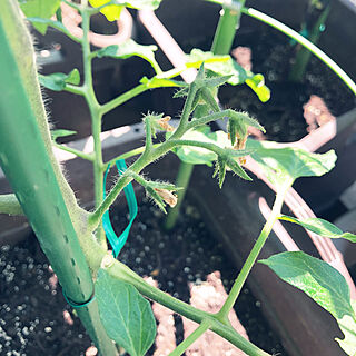 4番花の蕾/3番花の蕾/2番花が咲いた/1番花に実がなりました/1番花...などのインテリア実例 - 2023-05-20 18:58:12