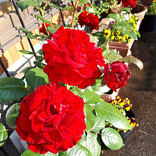 玄関/入り口/バラ/バラの蕾/薔薇/薔薇鉢植え...などのインテリア実例 - 2021-06-03 09:47:10