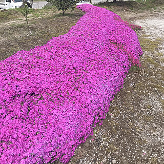 玄関/入り口/芝桜/庭/ちっちゃい家/可愛い♡...などのインテリア実例 - 2018-04-08 10:39:01