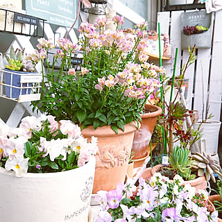 玄関/入り口/一人暮らし/いつもいいねやコメありがとうございます♡/賃貸インテリア/花のある暮らし...などのインテリア実例 - 2020-03-03 14:08:43