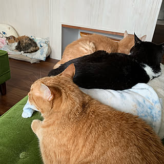 はちわれ猫/かりもく60 kチェア/猫6匹/猫/23歳の猫...などのインテリア実例 - 2022-08-13 11:30:20