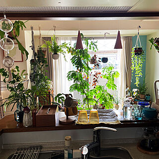 キッチン/キッチンからの眺め/R6.3.6/観葉植物のある暮らし/好きな時間...などのインテリア実例 - 2024-03-06 09:20:03