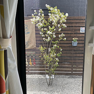 ジューンベリーの花のインテリア実例 Roomclip ルームクリップ ジューンベリーの花のインテリア実例 Roomclip ルームクリップ