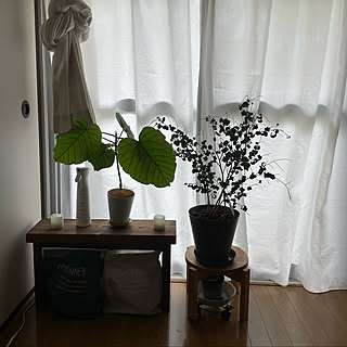 観葉植物のある暮らし/ベンチ/おうち時間/一人暮らし/IGやってます...などのインテリア実例 - 2022-09-10 14:25:26