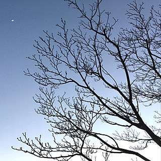 月/冬の空/ハナミヅキ/月が見える/空が好き...などのインテリア実例 - 2021-01-22 20:32:49