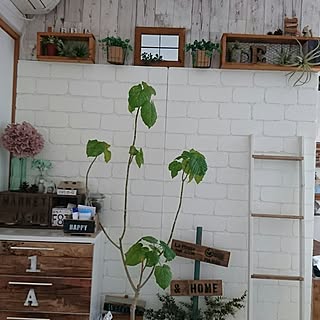 リビング/DIY/植物のある部屋/まつぼっくり♡/グリーンのある暮らし♡...などのインテリア実例 - 2017-07-15 15:40:00