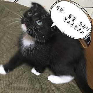 ベッド周り/名前は青葉♂/くつ下ニャンコ姉弟/スコティッシュ×ペルシャ/子猫のインテリア実例 - 2016-06-08 23:40:04