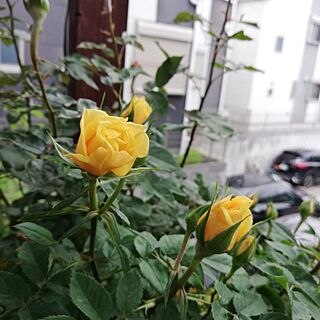 玄関/入り口/バラ/薔薇/黄色いミニ薔薇/鉢植え...などのインテリア実例 - 2023-05-01 10:36:22